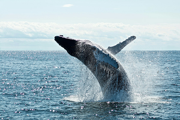 Humpback whale breaching the water at amazing height off the coast of NSW