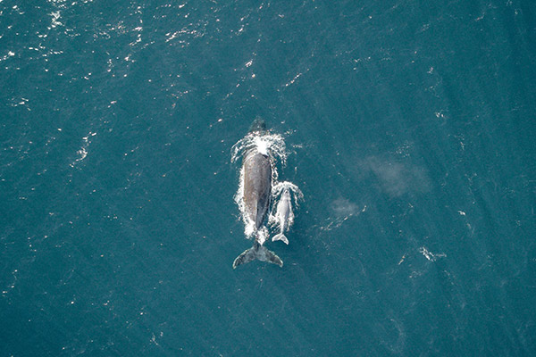 Whale and her calf