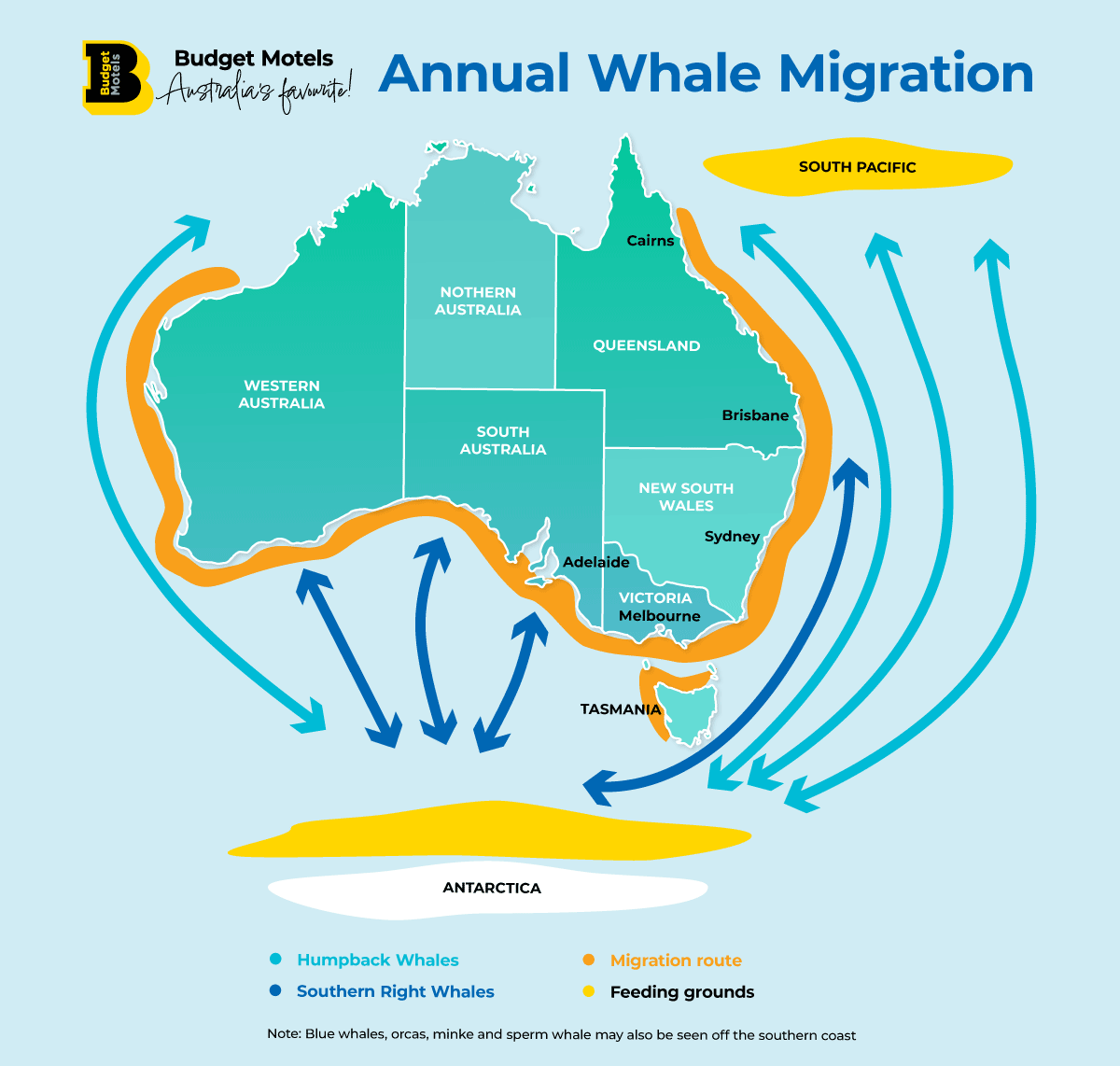 Annual Whale migration - south and east coast Australia
