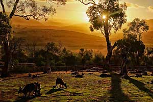 Bonorong Wildlife Sanctuary, Brighton, TAS