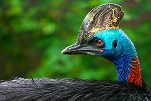 Cassowary