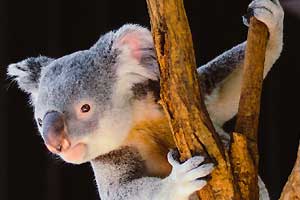 Koala curiosity