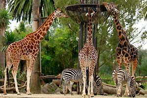 Melbourne Zoo, Parkville, VIC