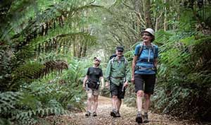 Old Beechy Rail Trail, VIC