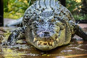 Rockhampton Zoo, Rockhampton, QLD