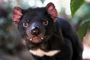 Tasmanian Devil