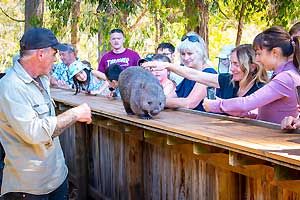 Trowunna Wildlife Sanctuary, Mole Creek, TAS