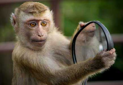 Monkey hanging off a car side mirror on a safari