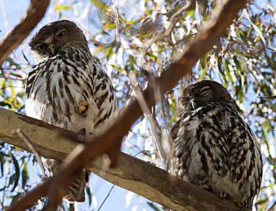 Barking Owls