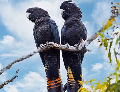 Black Cockatoos