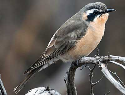 Black-eared Cuckoo