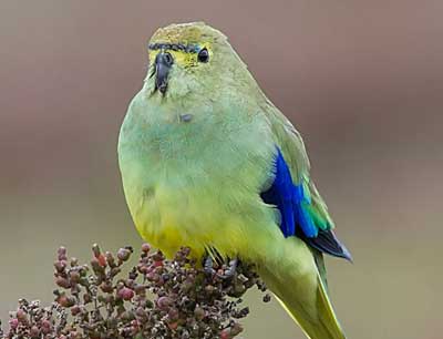 Blue-winged Parrot