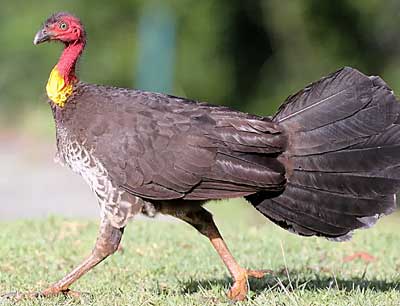 Australian Brush Turkey
