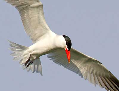 Caspian Tern