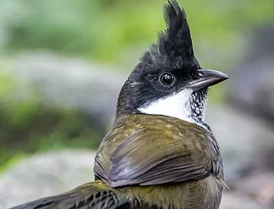Eastern Whipbird