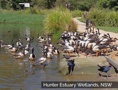 Hunter Estuary Wetlands, Newcastle, NSW