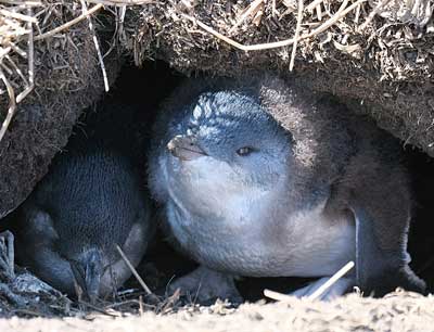 Little Penguin