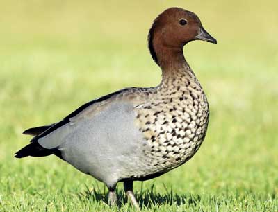 Maned Duck