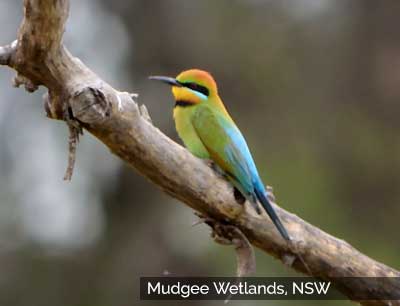 Mudgee Wetlands inhabitant, Putta Bucca, NSW