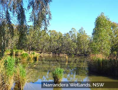 Narrandera Wetlands, Narrandera, NSW