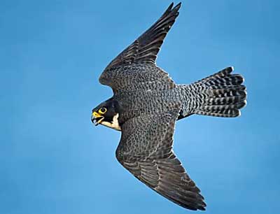 Ofer Levy Peregrine