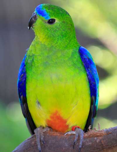 Orange Bellied Parrot - critically endangered