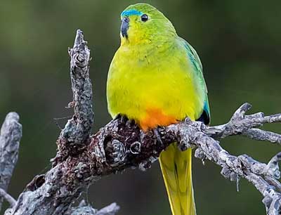 Orange-bellied Parrot - critically endangered