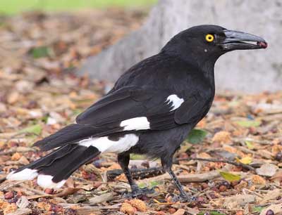 Pied Currawong