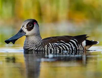 Pink-eared Duck
