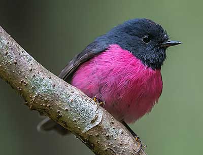 Pink Robin