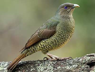 Satin Bowerbird