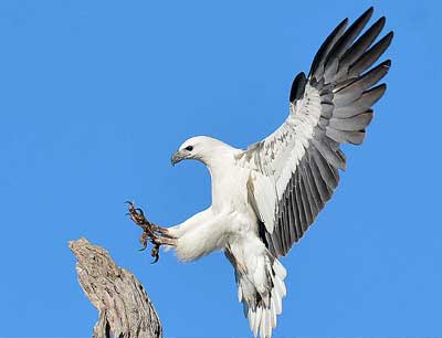 White Bellied Sea Eagle