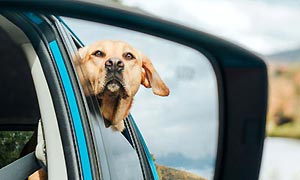 A dogs' favourite way to travel