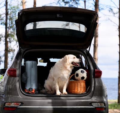A getaway with your pooch can be fun for the whole family!