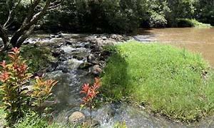 Leashed dogs are welcome to walk the lovely 4.4km Peterson's Creek in Yungaburra, QLD.
