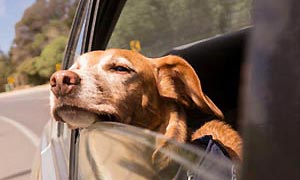 A dogs' favourite way to travel - in Port Pirie, SA