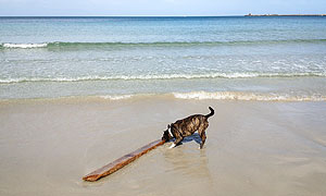 Seaside beach fun for your furry mate in Portland, VIC