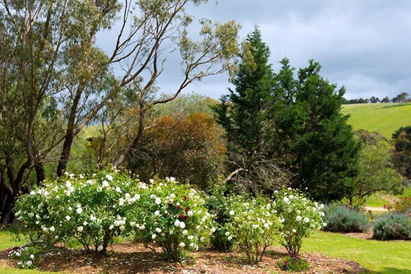 Part of the stunning gardens at the Bellbrae Motel, Bellbrae, VIC