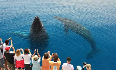 Humpback Whales posing off Hervey Bay, QLD