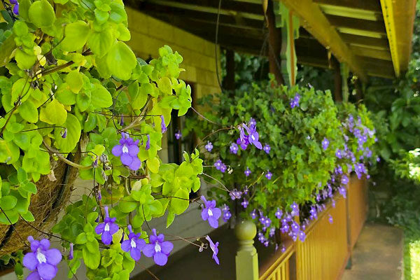 Hanging green and purple bougainvillea flowers along a wooden porch railing at the Curtain Fig Motel, Yungaburra, QLD