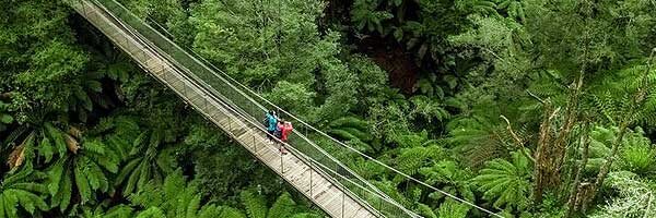 traralgon Corrigan Suspension Bridge in Tarra-Bulga National Park, VIC