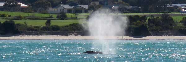 victor-harbor Whale spotting close to the coast of Victor Harbor, SA
