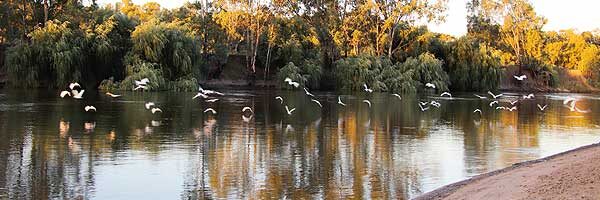 wagga-wagga Evening flight on the Murrumbidgee River and Wagga beach, Wagga Wagga, NSW.