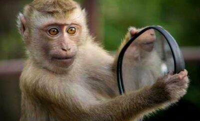 Monkey hanging off a car side mirror on a safari